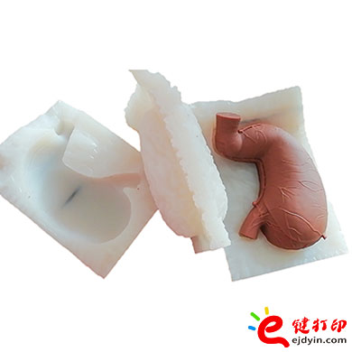 人體胃部復模手板4